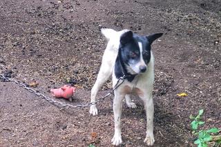 Kalisz. W zamian za majątek, mieli zająć się psem seniorki! Kodi przeszedł przez piekło