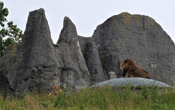 7 najlepszych ogrodów zoologicznych w Polsce. Przygotowaliśmy ranking!