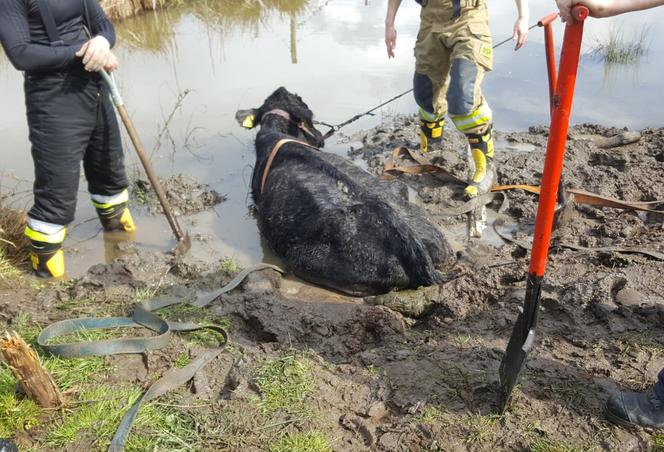 Zachodniopomorskie: Strażacy uratowali krowę , która ugrzęzła w błocie