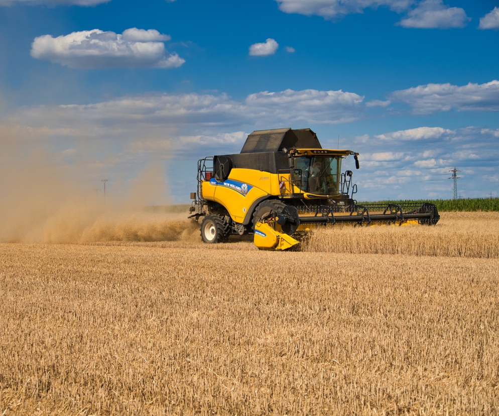Kombajn New Holland w kolorze żółto-czarnym, żniwujący zboże na polu w słoneczny dzień. Maszyna unosi kurz, symbolizując trwające żniwa i trudną sytuację rolników związaną z niskimi cenami zbóż, o czym można przeczytać na Super Biznes.