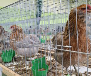 Kalisz. Rasowe gołębie, drób i króliki można podziwiać w hali OSRiR