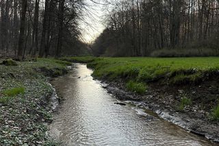 Park Repecki może stać się rezerwatem przyrody