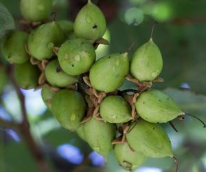 Paulownia