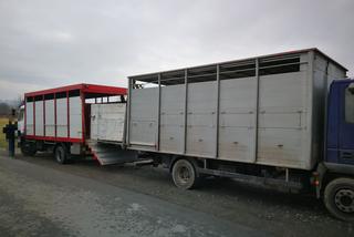 Kontrola ciężarówki przewożącej kozy