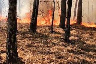Gigantyczny pożar lasu pod Wołominem