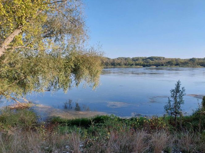 Wisła w Fordonie wyraźnie przybrała i przyspieszyła. Duża woda niesie mnóstwo śmieci i zanieczyszczeń