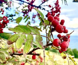 Jarzębina. Magiczna roślina, która przynosi szczęście. Zrób korale z jarzębiny, powieś nad łóżkiem i zobacz, co się stanie