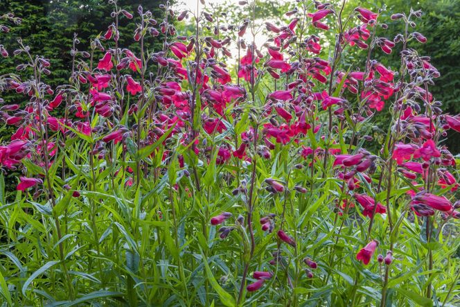 Penstemon 'Firebird'