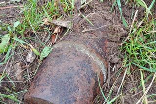 Niemiecka krowa wykopała pocisk na pastwisku