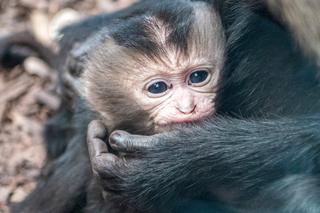 Baby boom w Orientarium ZOO Łódź. Weź udział w konkursie na imiona dla maluchów!
