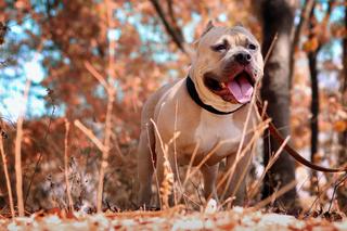 Pit Bull Terrier - potocznie Pitbull