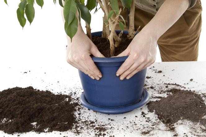 Przesadzanie roślin doniczkowych