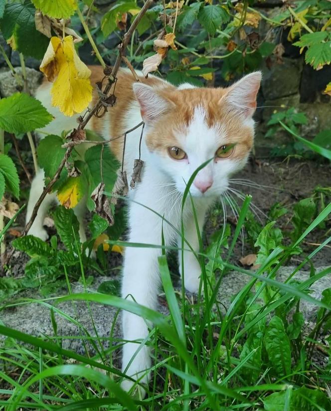 Ktoś strzela do kotów w Zielonej Górze!