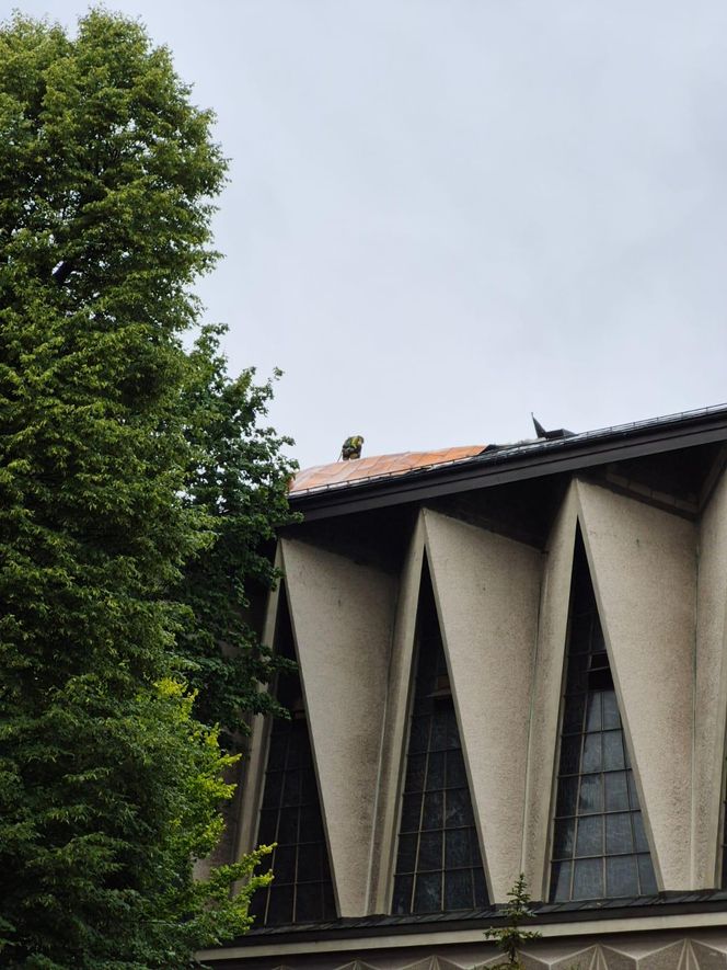 Skutki nawałnic w powiatach brzeskim i tarnowskim z 7 lipca 2025 roku