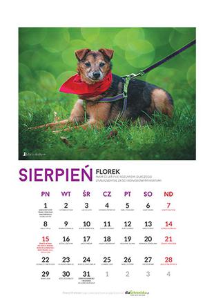 Sierpień - kalendarz ze zwierzętami