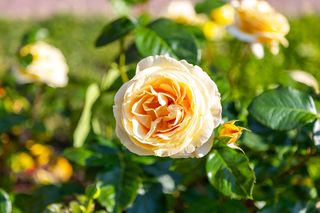 Dlaczego róże nie kwitną ponownie? Wyjaśnia ekspert