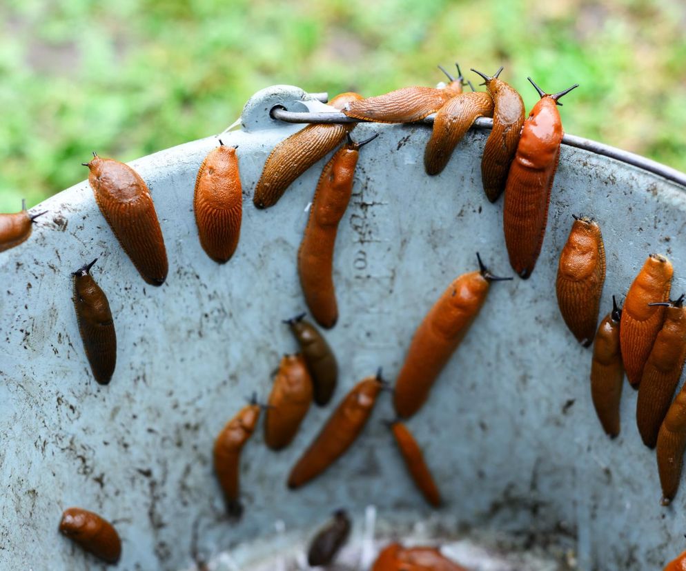 Ślimaki w ogordzie