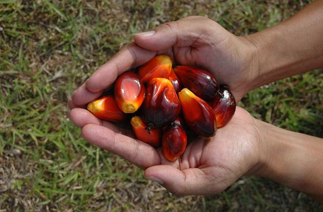 Olej palmowy w produktach - o co chodzi w akcji internautów?