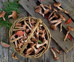 Opieńki - grzyby rosnące na drzewie. Przepisy na dania z opieńkami