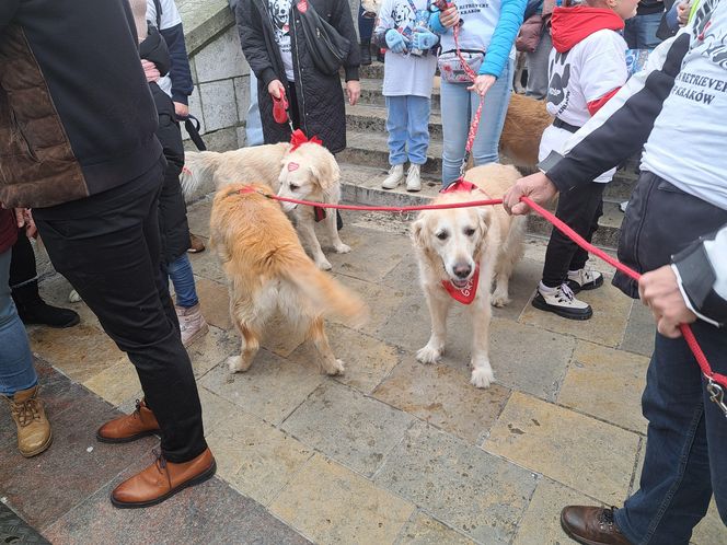 33. Finał WOŚP z grupą krakowskich Golden Retrieverów