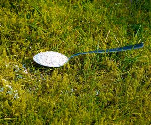 Gdy zniknie pokrywa śnieżna rozsyp to na suchych plackach na trawniku. Wiosną trawa zagęści się, że miło, a po mchu nie będzie śladu. Pierwsze w sezonie nawożenie trawnika 