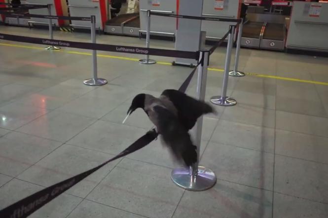 Wrona zadomowiła się na terminalu lotniska