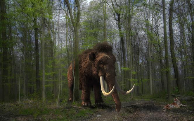 Guardian: naukowcy chcą odtworzyć mamuty; pierwsze mamuciątko może urodzić się za sześć lat