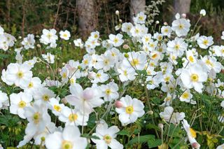 Zawilec mieszańcowy