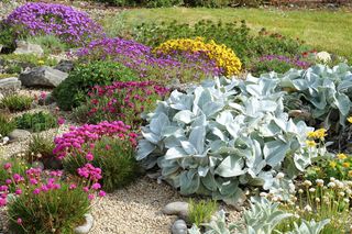 Sąsiadka zzielenieje z zazdrości, gdy zobaczy te kwiaty. Oto najpiękniejsze rośliny, które kwitną jesienią. Zamienią Twój ogród w magiczne miejsce pełne zapachów i kolorów