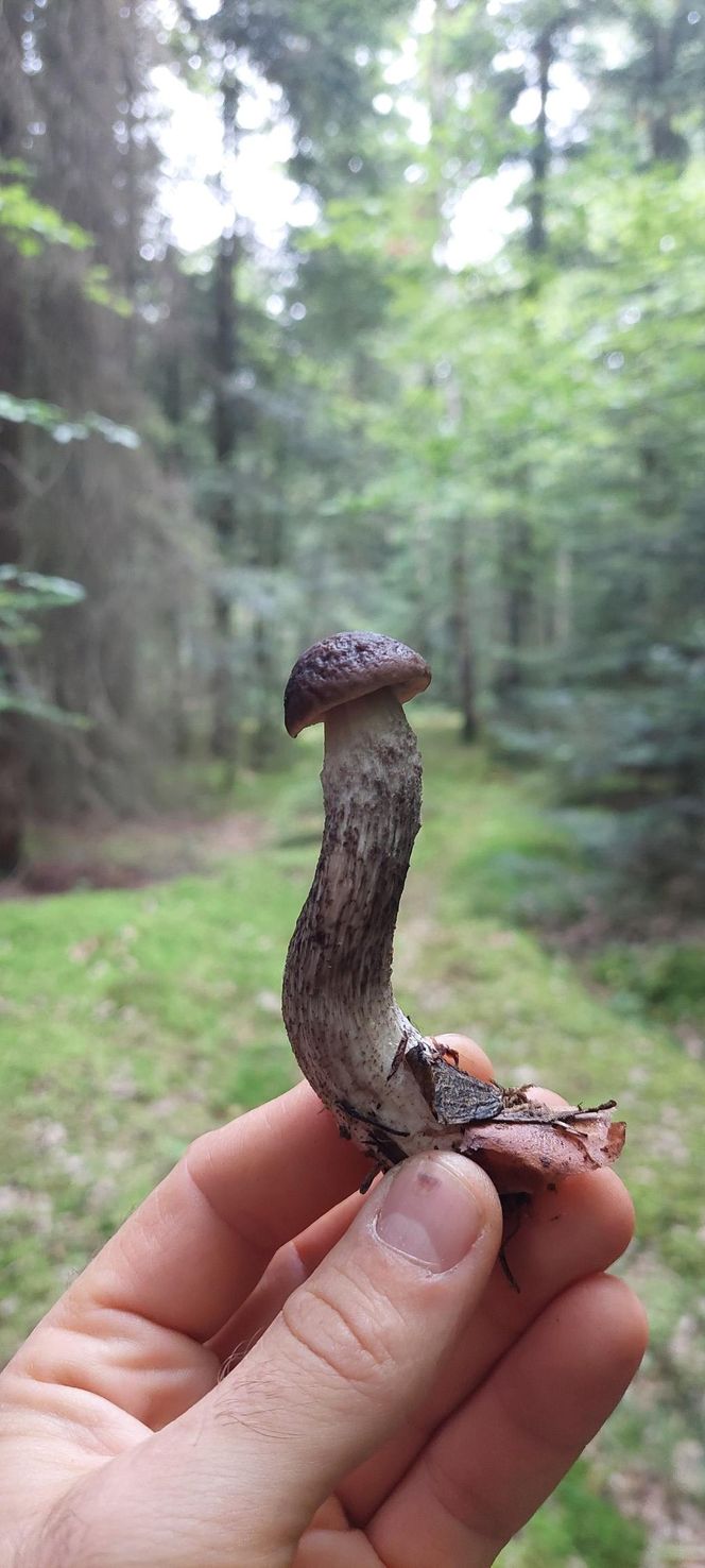 Wysyp grzybów w woj. lubelskim 