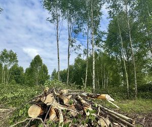 Kontrowersyjna wycinka w Mysłowicach zatrzymana. Interweniował prezydent 