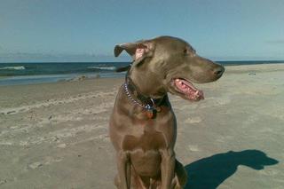 Na Wspólnej, pies Korek