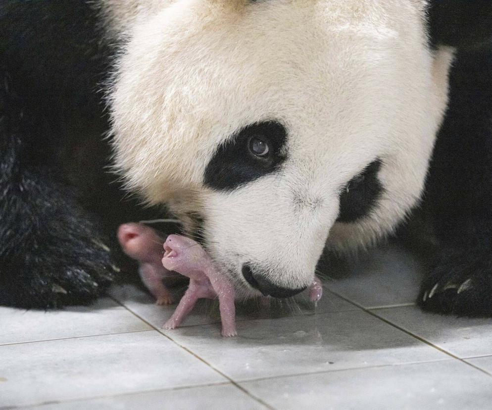 Panda wielka i jej bliźnięta 
