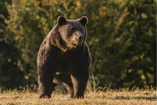 Książę Emanuel von und z Liechtenstein dał łapówkę i zastrzelił największego niedźwiedzia w Europie 