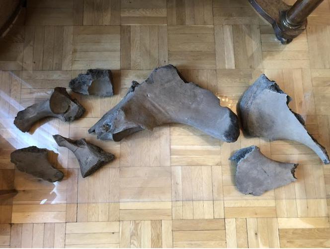 Miał być mamut, jest samica słonia leśnego