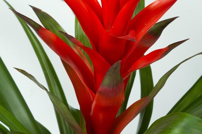 Guzmania