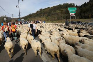 Tysiące owiec na ulicach, zablokowany ruch. Jesienny redyk w Szczawnicy [GALERIA]
