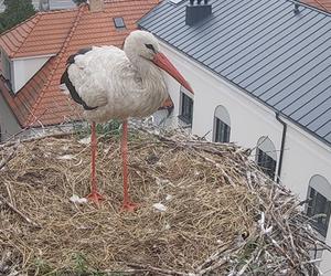 Morderstwo w Przygodzicach! Tego nikt się nie spodziewał