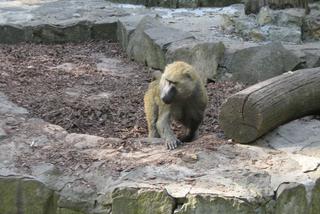 Zoo pod obserwacją