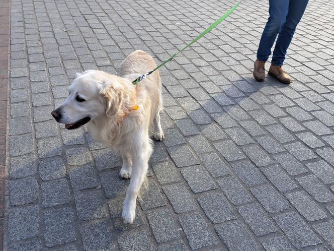 33. Finał WOŚP z grupą krakowskich Golden Retrieverów