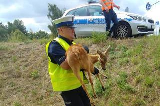 Ostrowski doktor Dolitte w policji