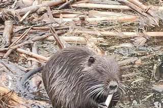 Inwazyjny gatunek gryzonia rozplenił się w Krakowie. Powoduje poważne szkody