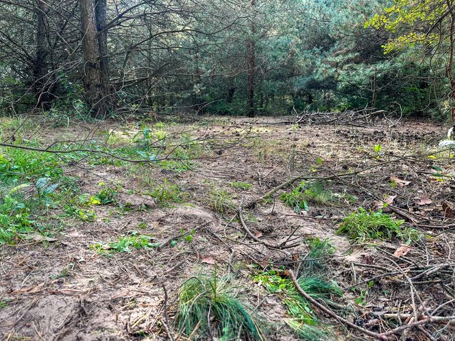 Zaufanie, które zabiło. Sebastiana zakopali w lesie, bo chciał chronić dziecko