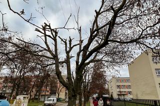 Drzewa na ulicy Socjalnej w Łodzi