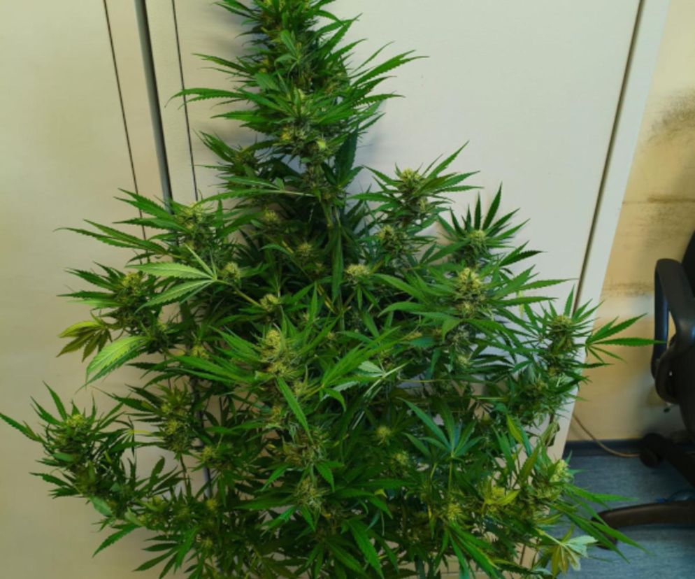 Nastolatek i matka z zarzutami o narkotyki. Poszła zbierać pomidory, nakryli ją z półtorametrową maryśką