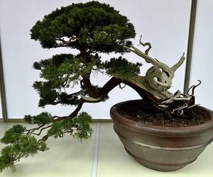 Drzewko bonsai