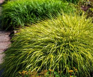 Hakonechloa macra 'Halo'