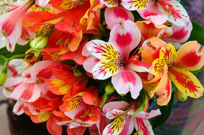 Alstroemeria