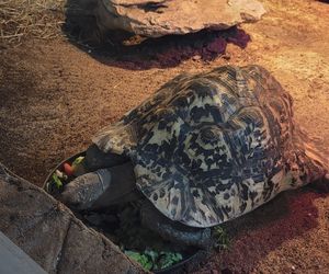 Egzotyczny świat na wyciągnięcie ręki! Zaglądamy do akwarium-terrarium w Myślęcinku