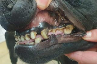 Psy mdlały z wychudzenia i potykały się o własne łapy. „Obraz nędzy i rozpaczy”